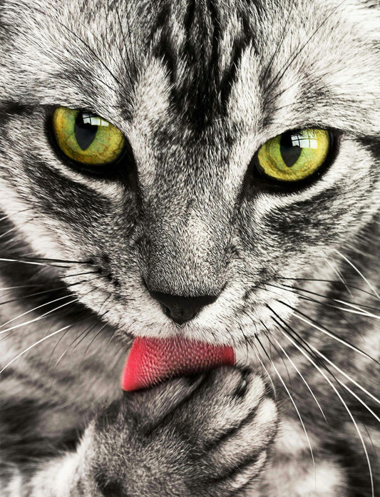 5 Ways Cats Are Secretly Plotting World Domination