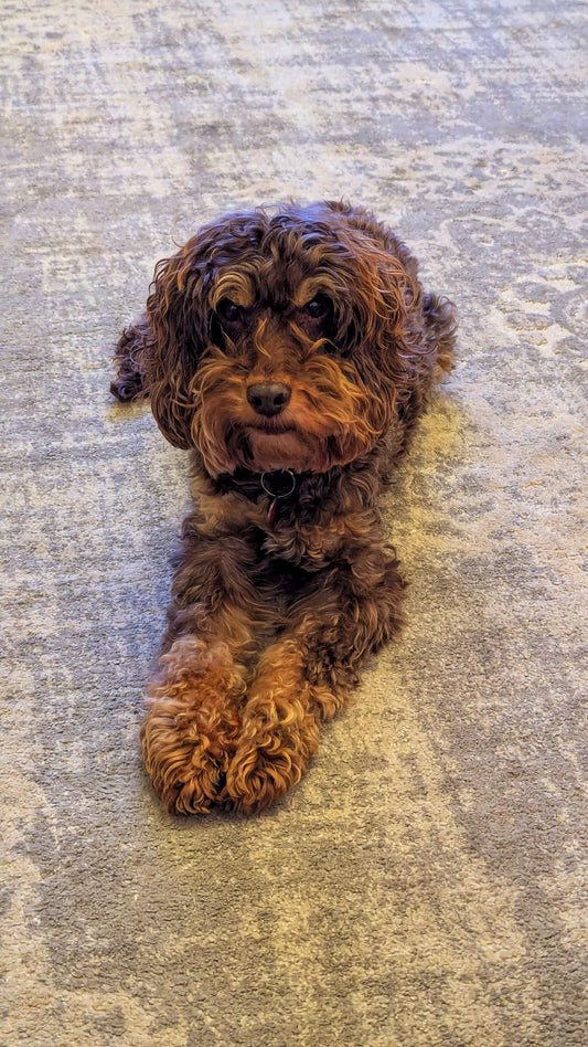 5 Signs You’re Owned By A Dog