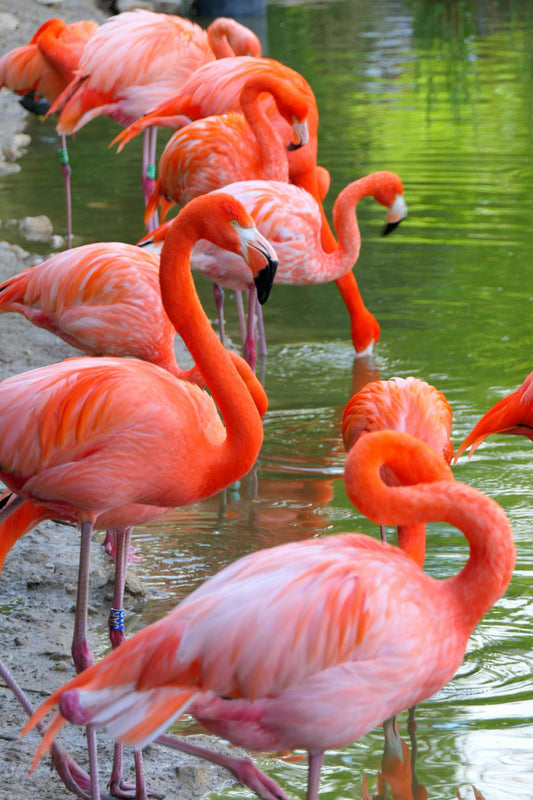 Bright pink Flamingos standing in shallow water.