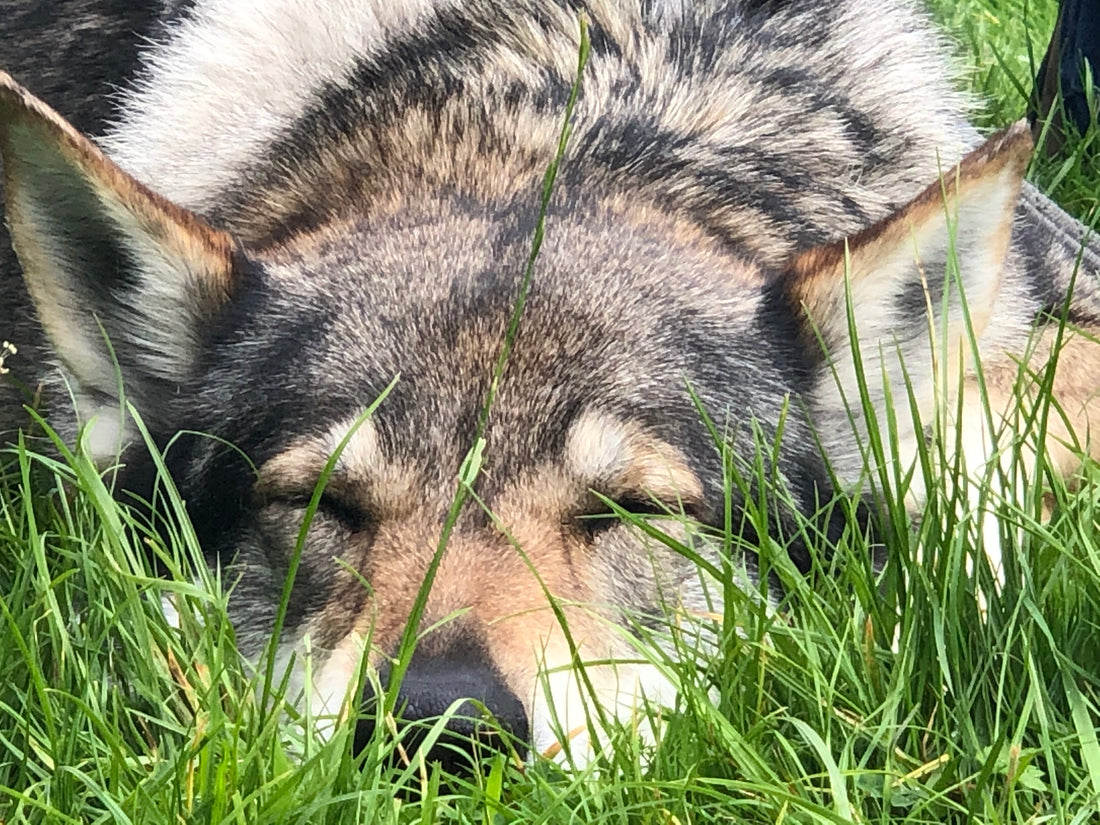Wolf at Predator Experience in the Lake District