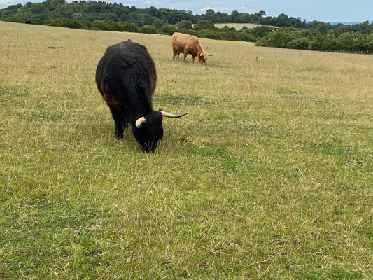 Two Highland Cows - one black, one ginger - grazing in a field